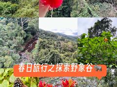 -野象谷景区