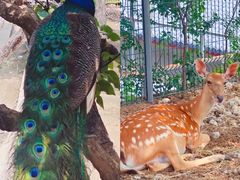 -丽泽山庄·生态怀柔菜·虹鳟鱼(红螺寺店)