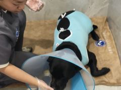 -北京派仕佳德动物医院·超导核磁·CT·神经科·骨科·内外科·急重症管理中心