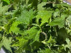 -百菇园野生菌煲(平武店)