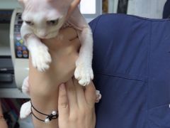 -格蕾宠物医院24H·猫科·肿瘤科·骨科中心(福州总院)