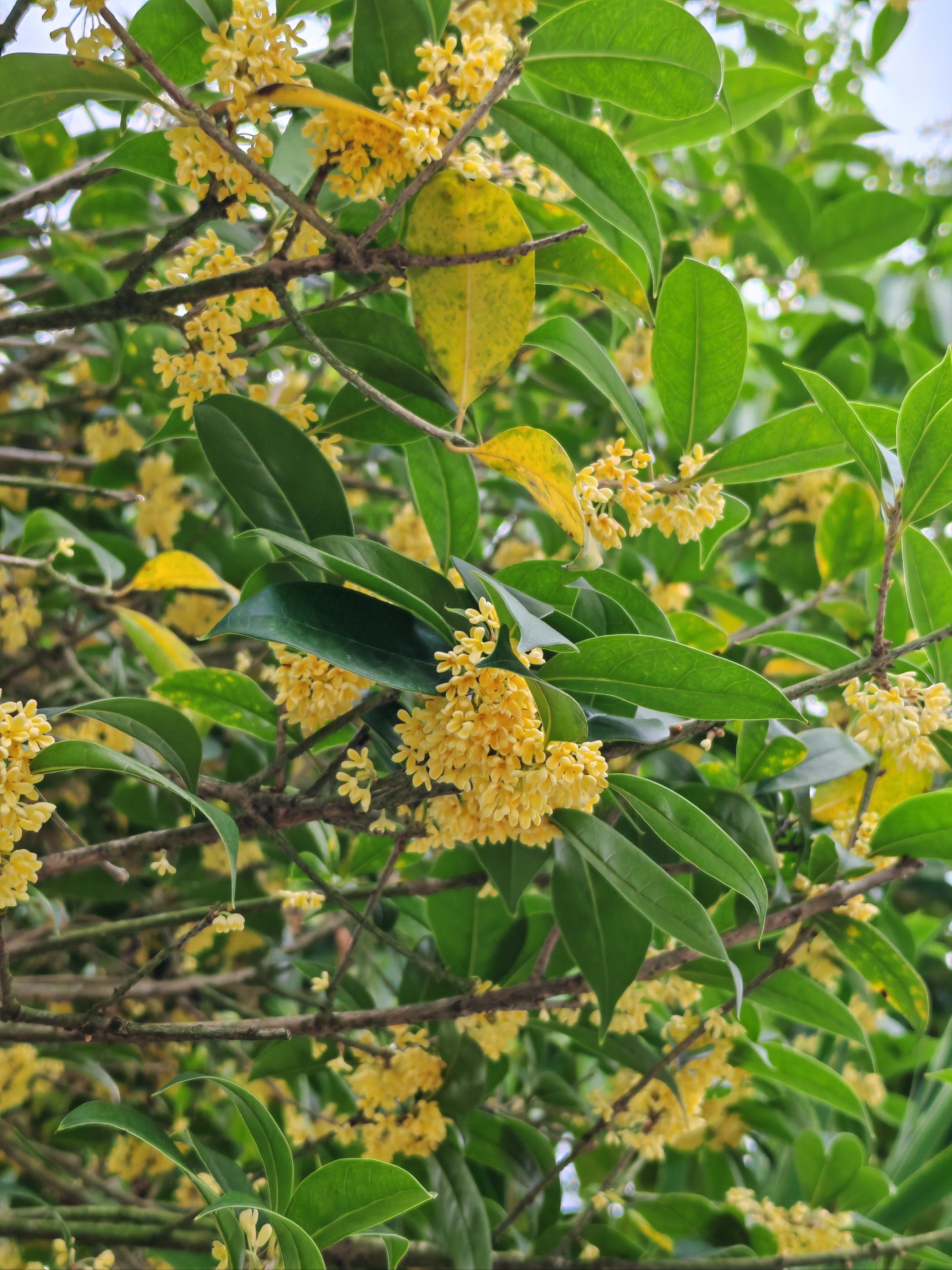 树上红花初绽放