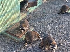 -秦皇岛野生动物园