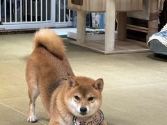 -逗柴咖啡屋·狗咖猫咖宠物桌游