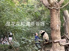 -成都大熊猫繁育研究基地