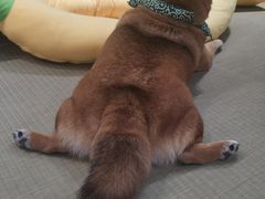 -逗柴咖啡屋·狗咖猫咖宠物桌游