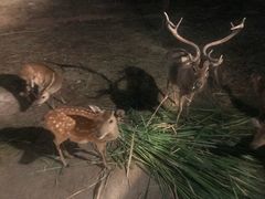 -清迈夜间动物园