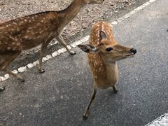 -清迈夜间动物园
