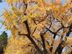 -千年银杏谷文化旅游区