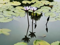 -国家植物园南园