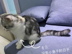 -喵的天空名猫咖啡馆·撸猫·猫舍·用品