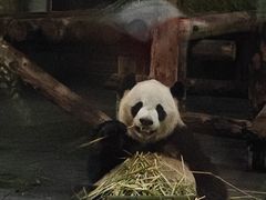 -上海野生动物园