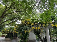 -深圳仙湖植物园