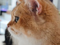 -藏猫猫咖啡主题馆(中央大道店)