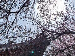 -桃花堤公园