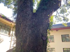 -普陀山雷迪森庄园