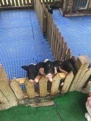 -萌宠亲子动物乐园(槐房万达店)