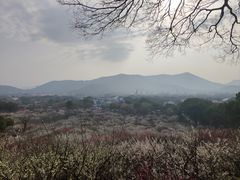 -香雪海