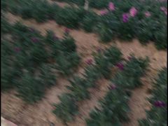 -松山湖梦幻百花洲