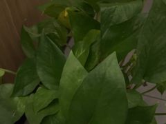 -耳湾躺式采耳SPA馆(保利五月花店)