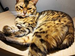-飞行喵MR PILOT|猫舍·猫咖(静安大融城店)