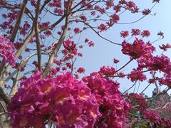 -南国桃园旅游度假区