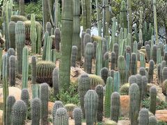 -深圳仙湖植物园