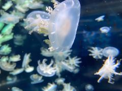 -太平洋海底世界餐厅
