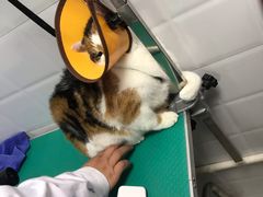 -圣宠动物医院·犬猫专科·影像中心·外科中心