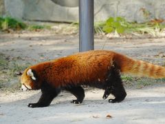 -荆九爷桥头三嫩(龙阳广场店)