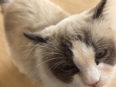 -唐小姐の私宠·宠物洗护美容·撸猫馆·购宠(周浦万达旗舰店)