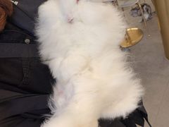 -飞行喵MR PILOT|猫舍·猫咖(静安大融城店)