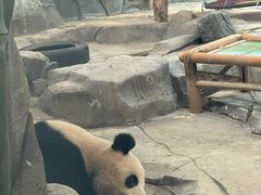 -武汉动物园
