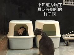 -猫爷宠物生活馆·撸猫馆