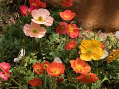 -人民公园(罗湖区)