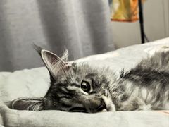 -欣宠猫屋·矮脚拿破仑·蓝金金渐层