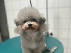-凯瑞希宠物医院·狂犬免疫·微创·皮肤科