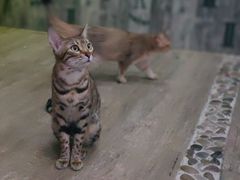 -猫咪咖啡·猫咖(万达广场店)