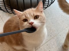 -飞行喵MR PILOT|猫舍·猫咖(静安大融城店)