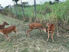 -鹿境梅花鹿生态园区