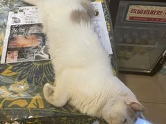 -平行世界·猫咖(首经贸店)
