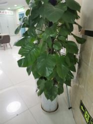 -成都军建医院·疤痕诊疗中心