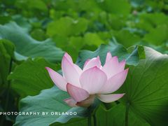 -四川大学(华西校区)