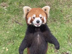 -灵玲国际马戏城