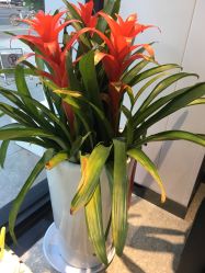 点击看大图 -丝语萱形象