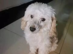 -瑞派宠物医院·中兽医专科(中央商城分院)