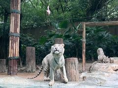 -广州长隆野生动物世界