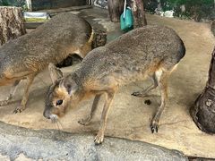 -正佳雨林生态植物园