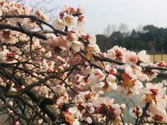 -白塘生态植物园