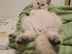 -欣宠猫屋·矮脚拿破仑·蓝金金渐层